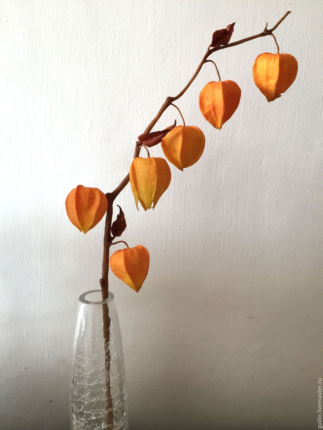 Растение с оранжевыми цветами фонариками