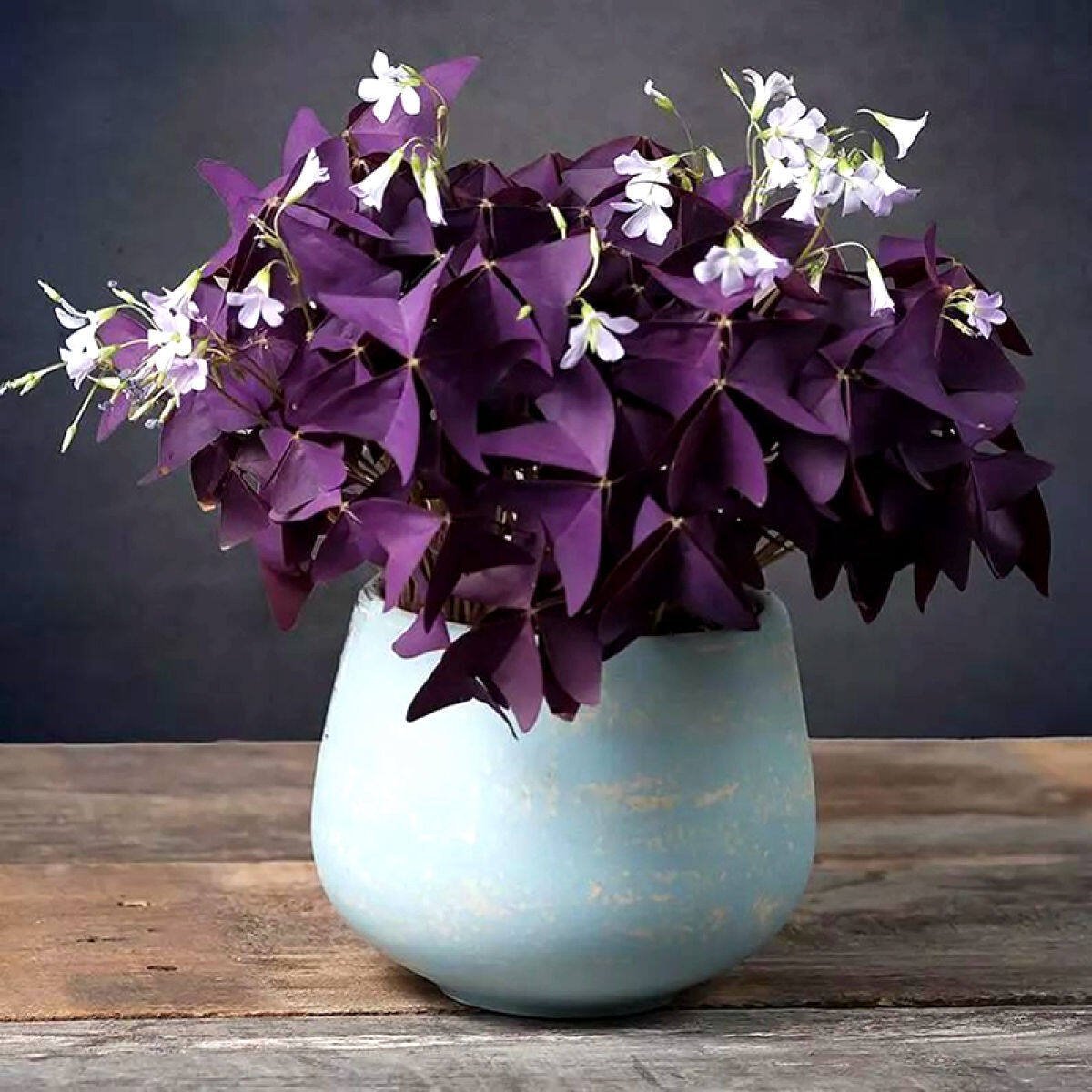 Домашний цветок с фиолетовыми цветами
