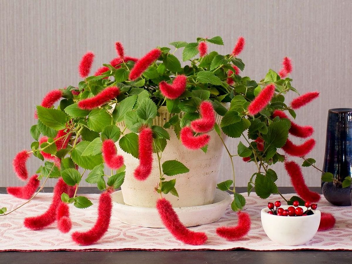Акалифа Пендула
