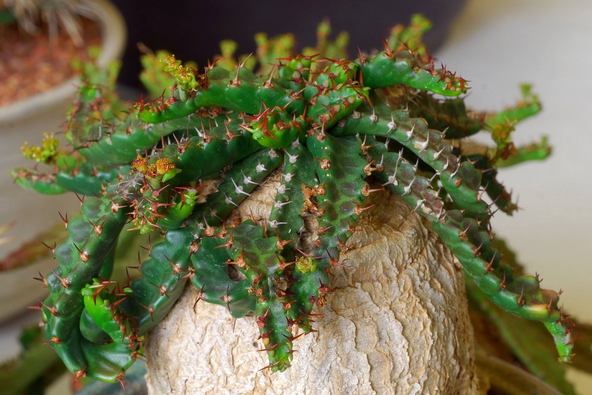 Euphorbia greenwoodii