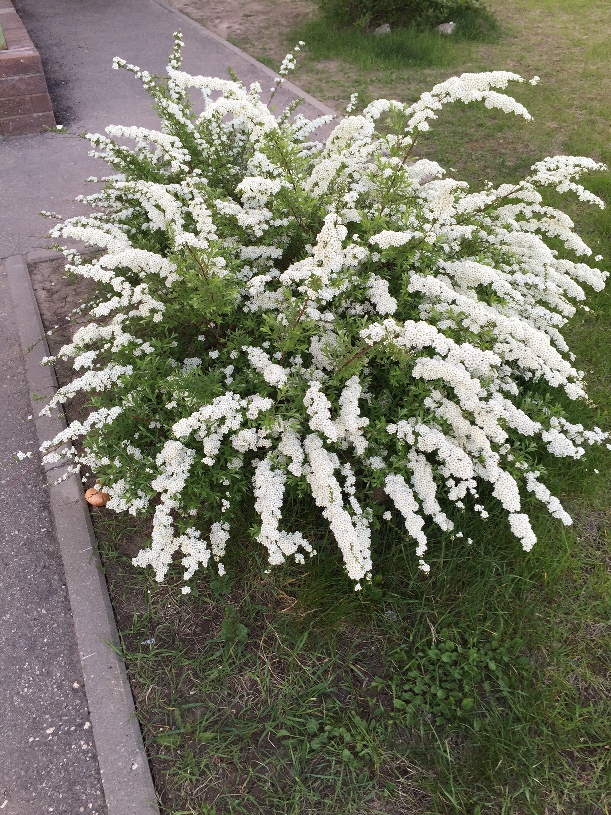 Кустарник с мелкими белыми цветочками
