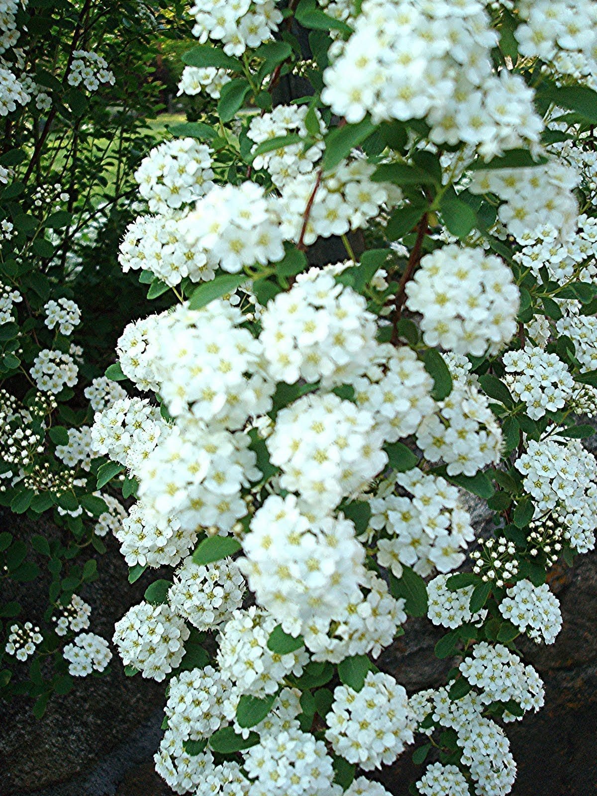 Спирея 'Bridal Wreath'