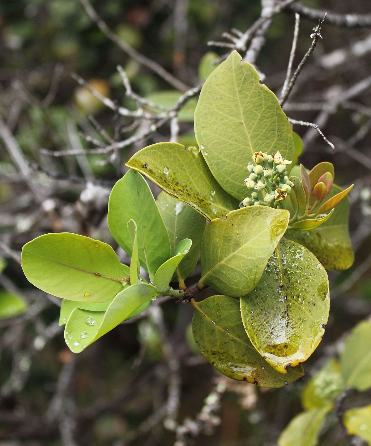 Santalum paniculatum