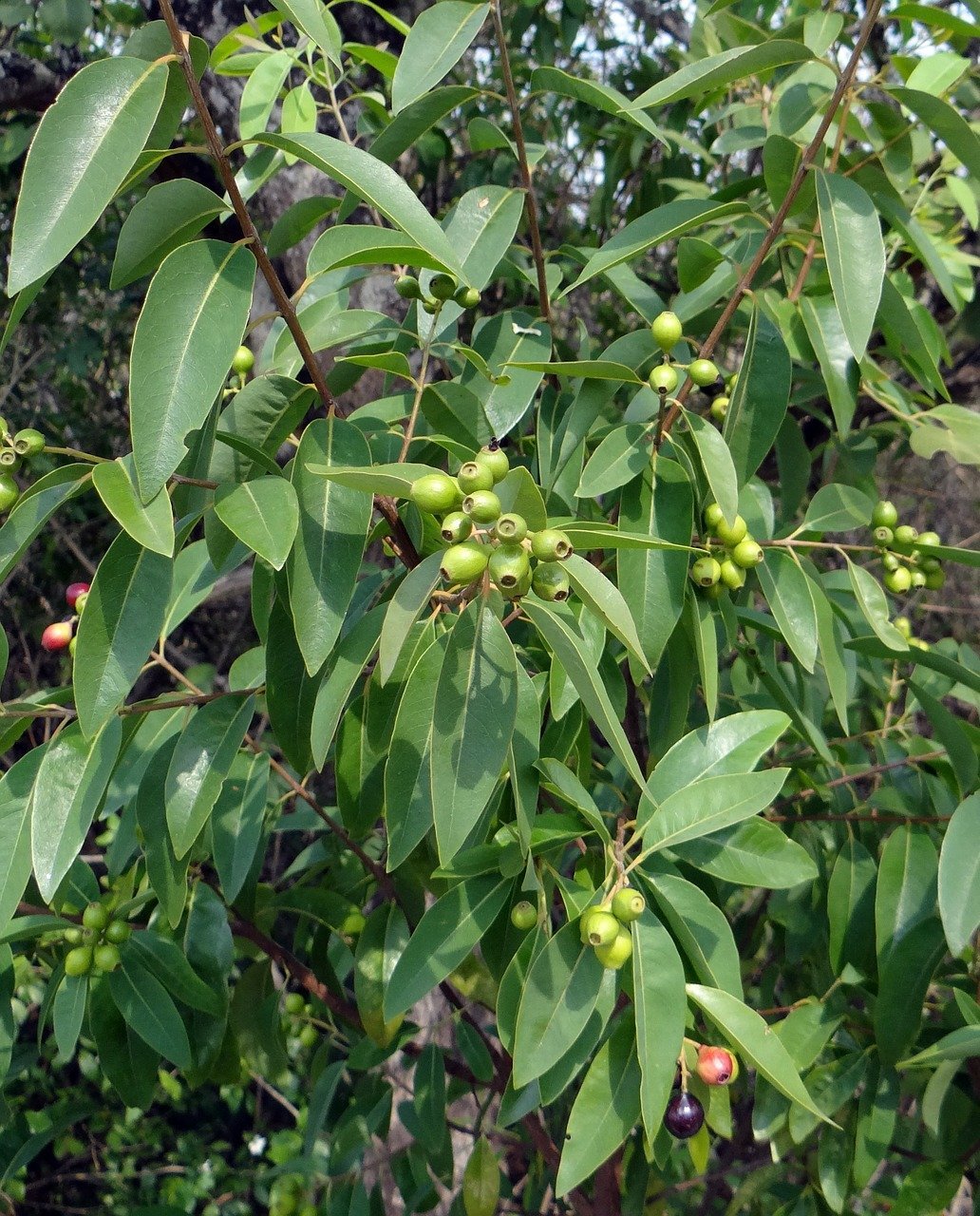 Santalum Sandalwood