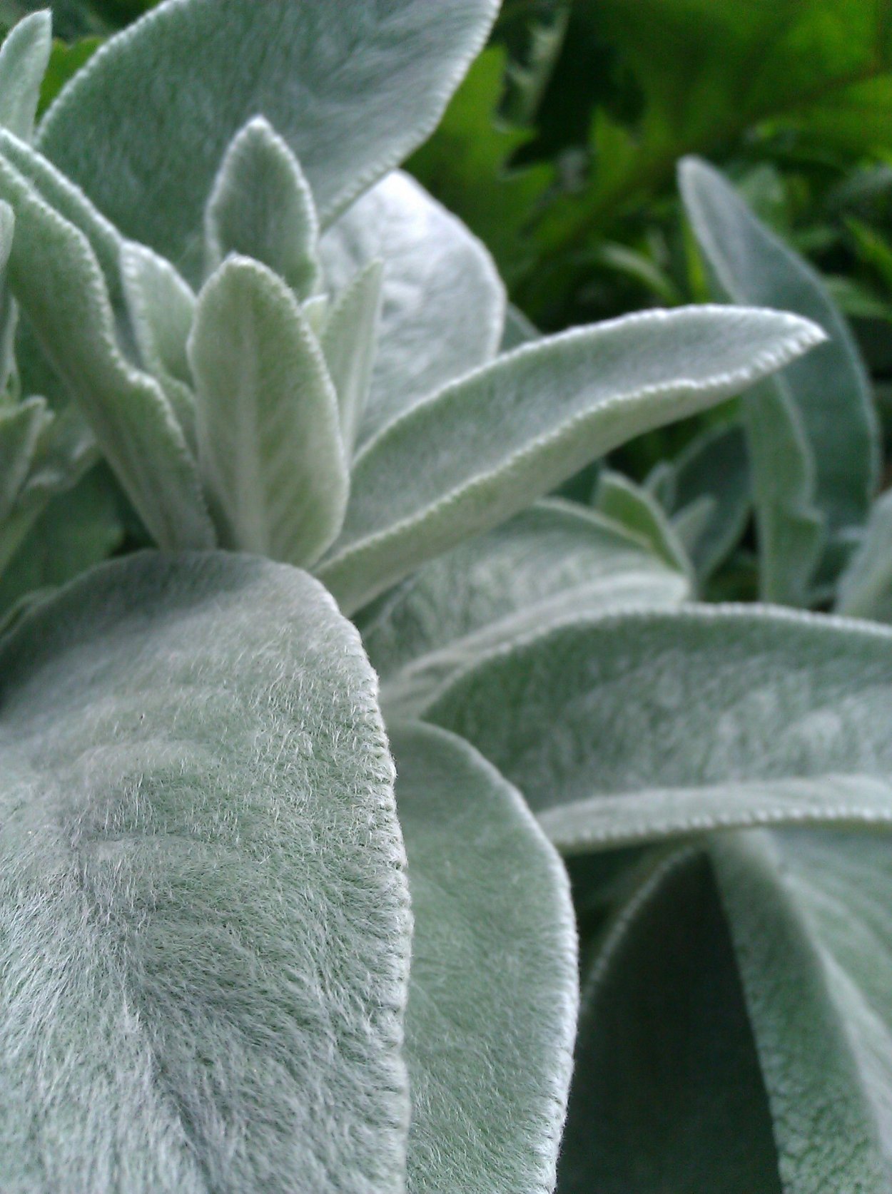 Lambs Ear растение