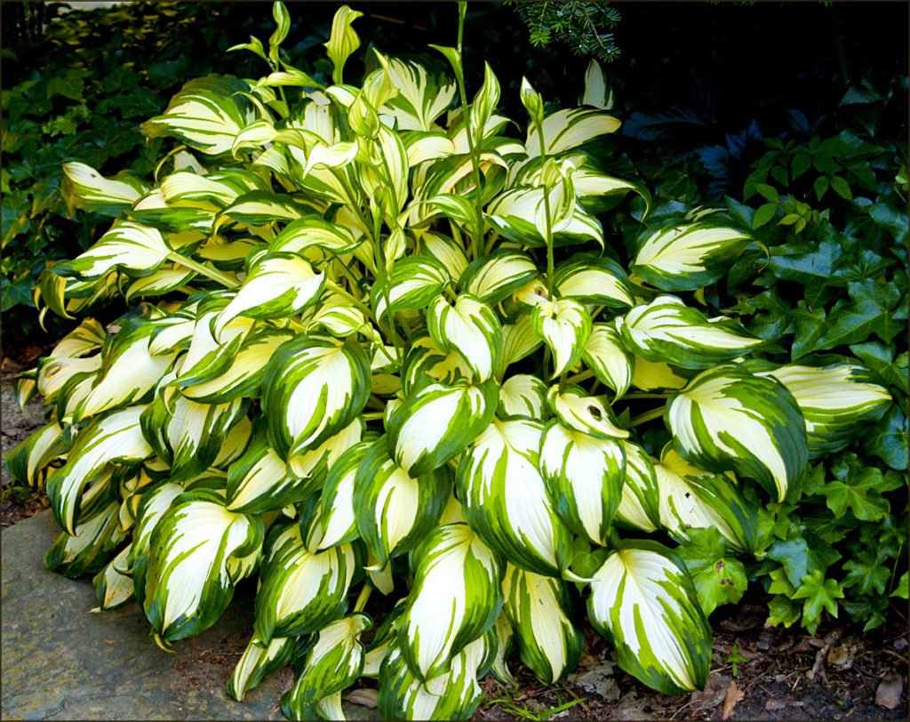 Хоста undulata Mediovariegata