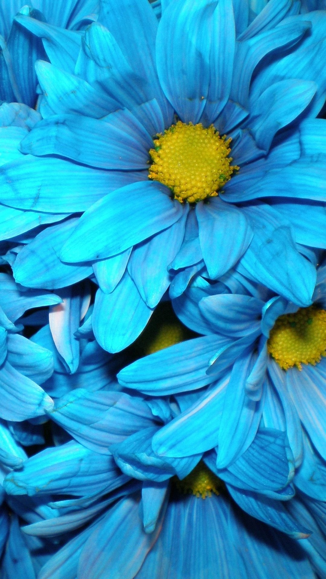 Хризантема синяя