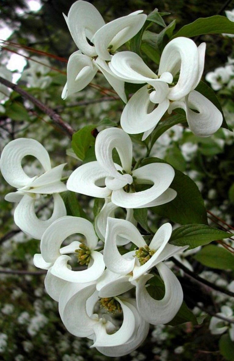 Кизил Цветущий (Cornus Florida)