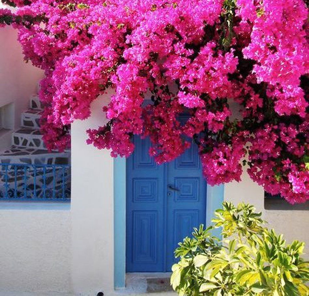 Розовые цветы в греции
