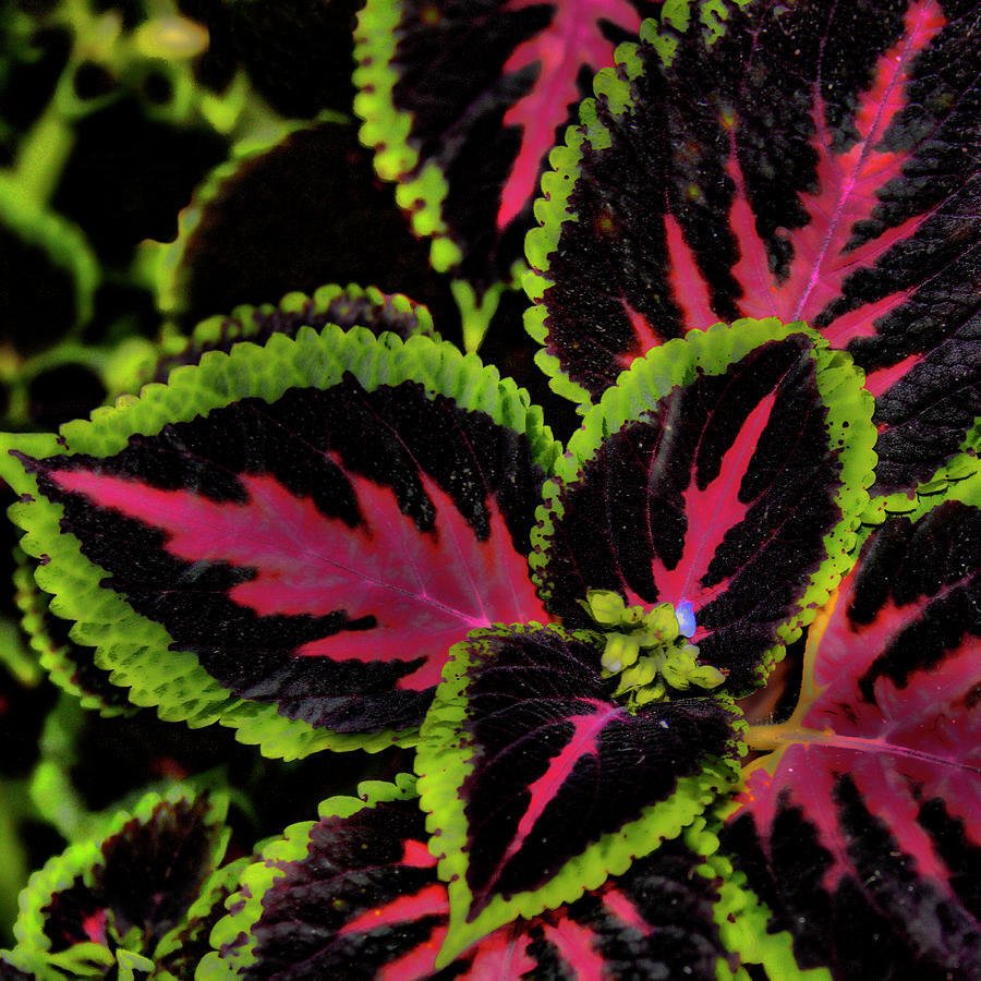 Колеус Red Croton