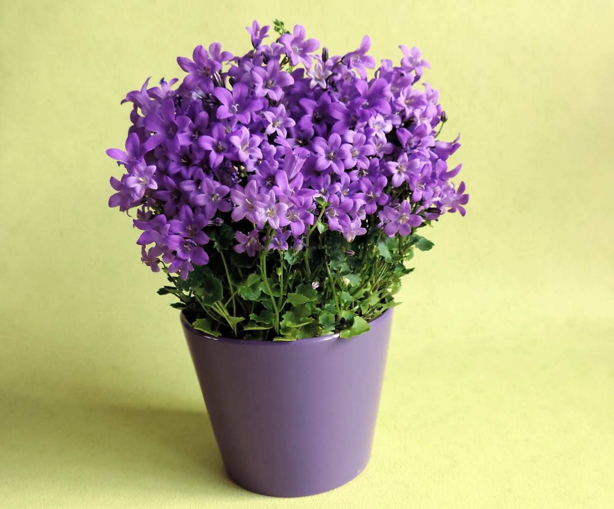 Фиолетовые домашние цветы