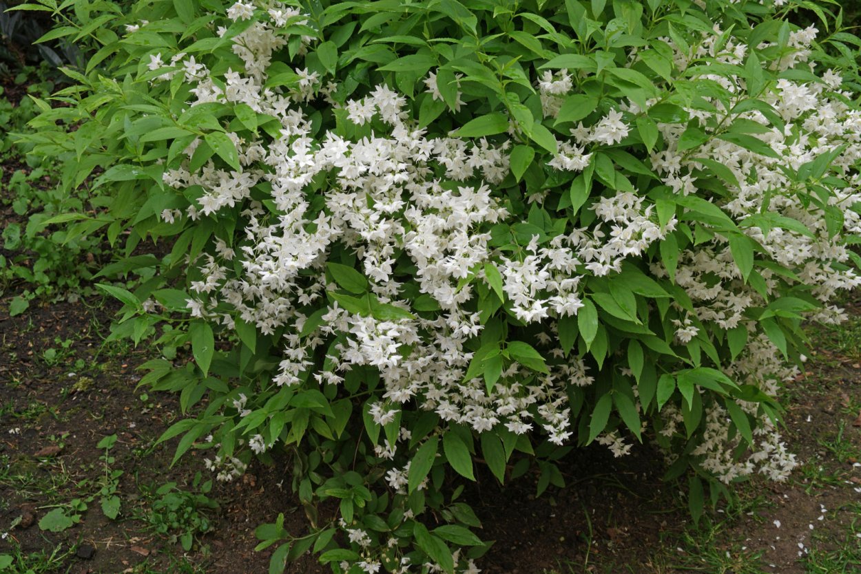 Дейция кустарник