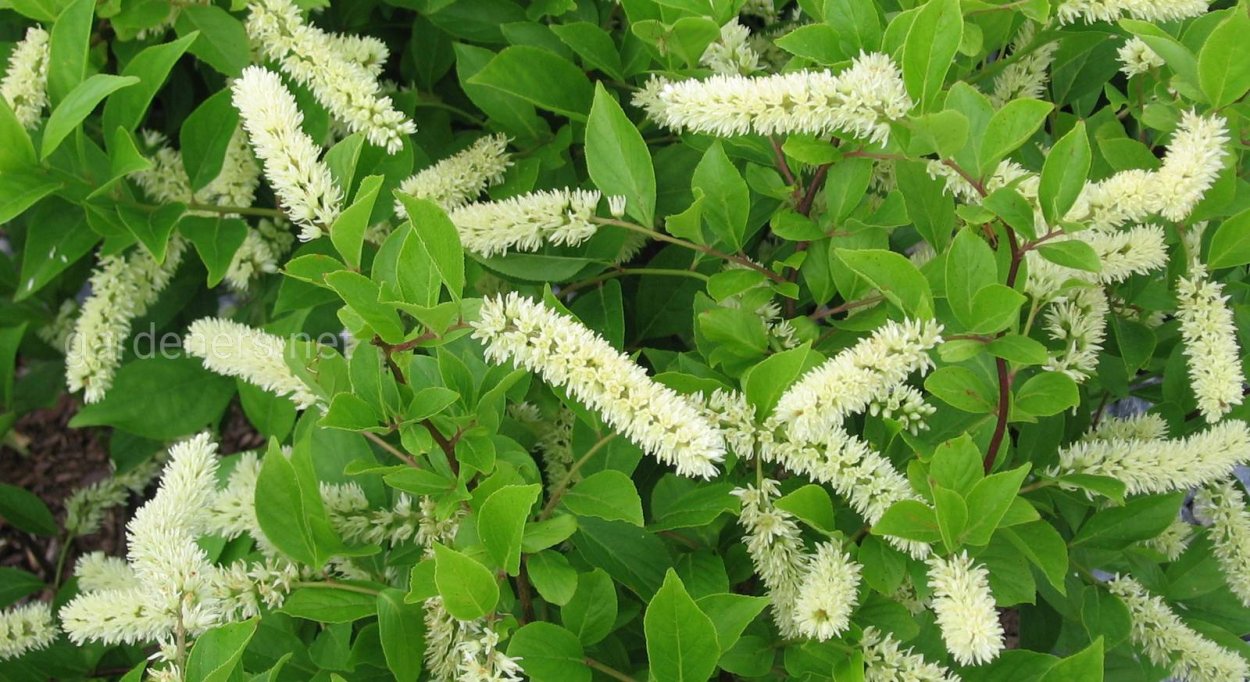 Итея виргинская (ITEA virginica)