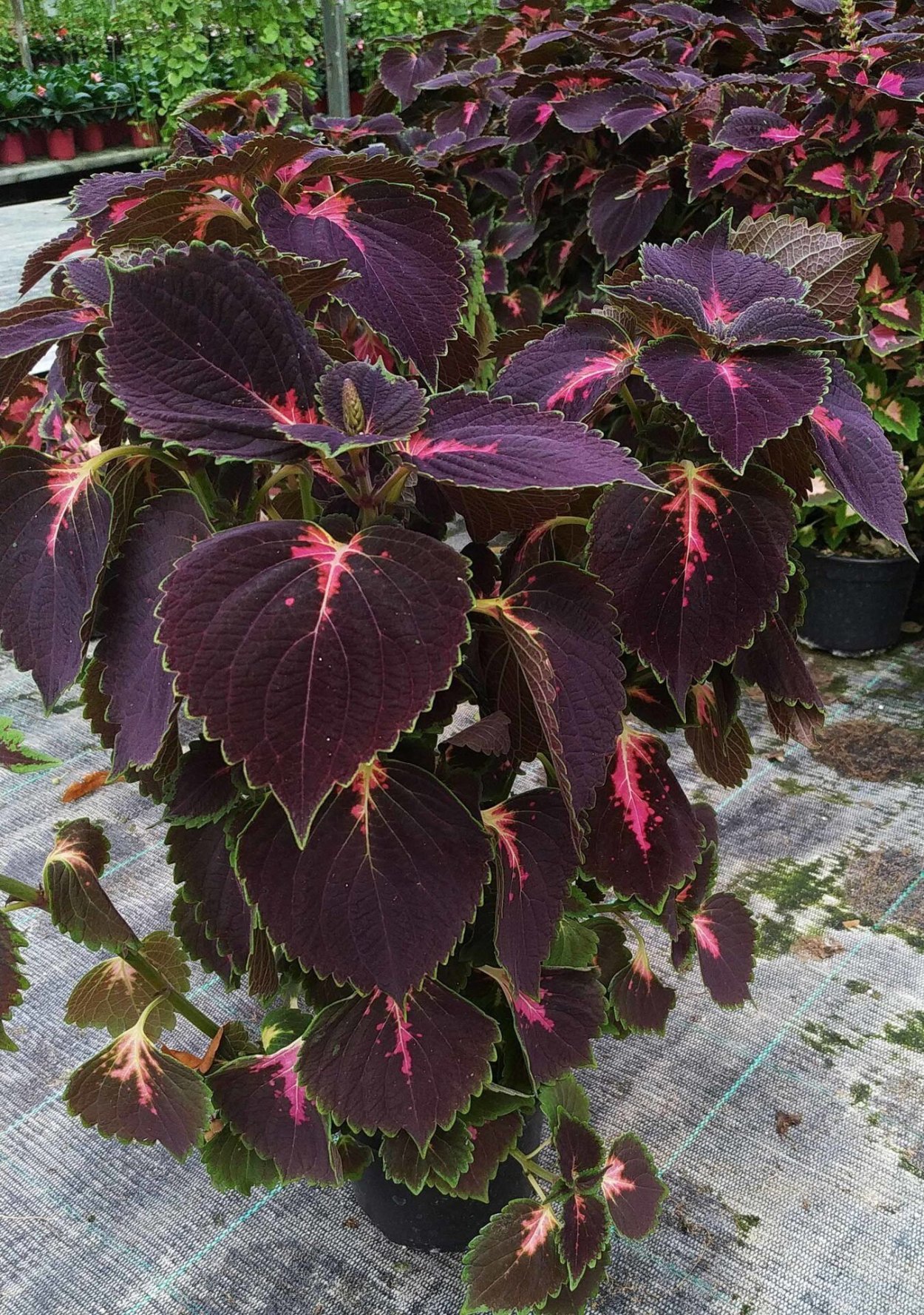 Колеус Crimson Ruffles