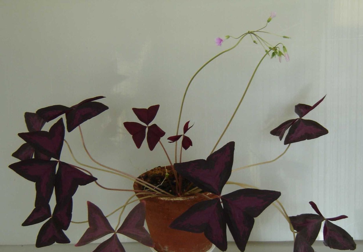 Кислица Ортгиса (Oxalis ortgiesii).