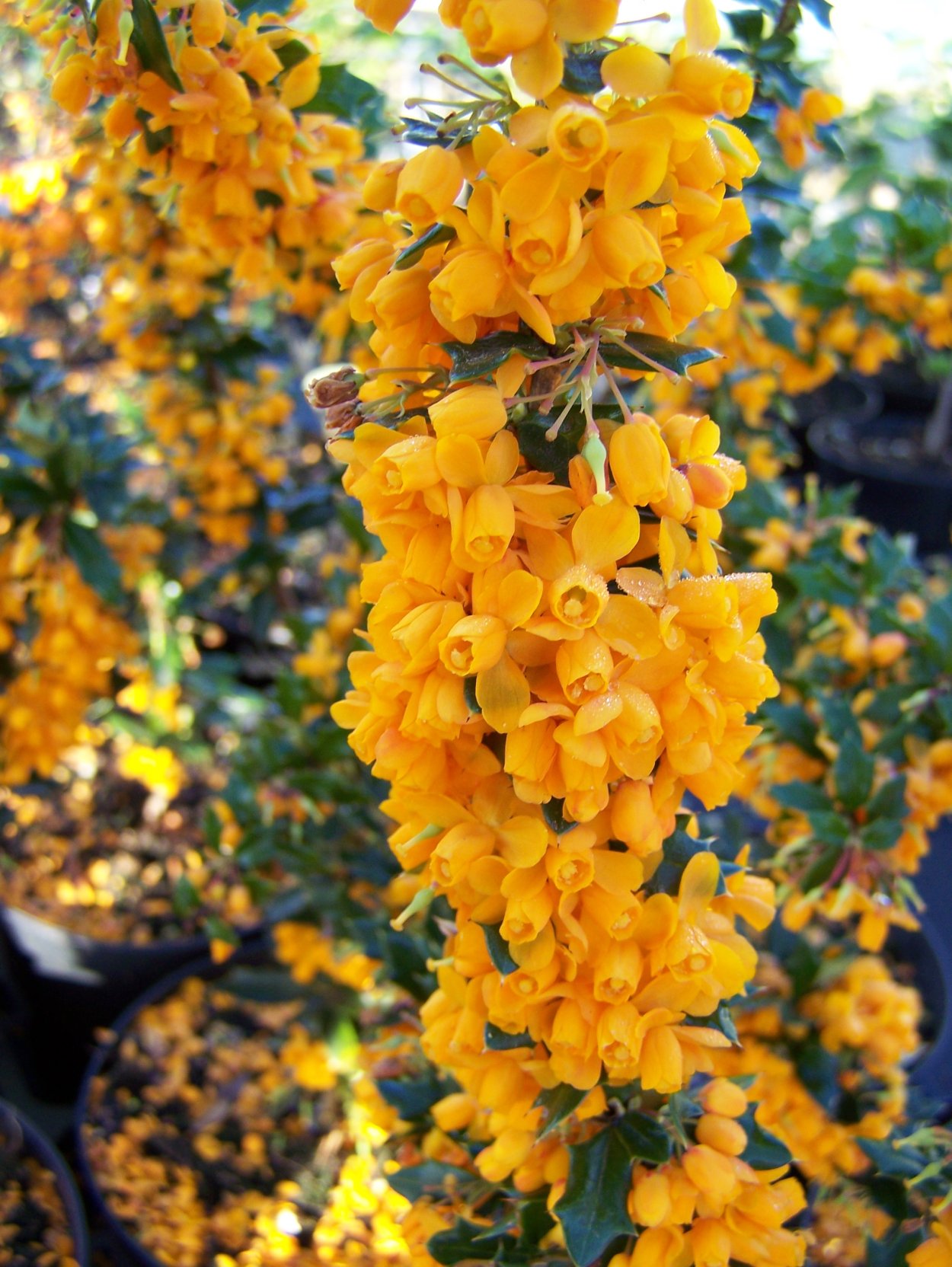 Барбарис - Berberis stenophylla