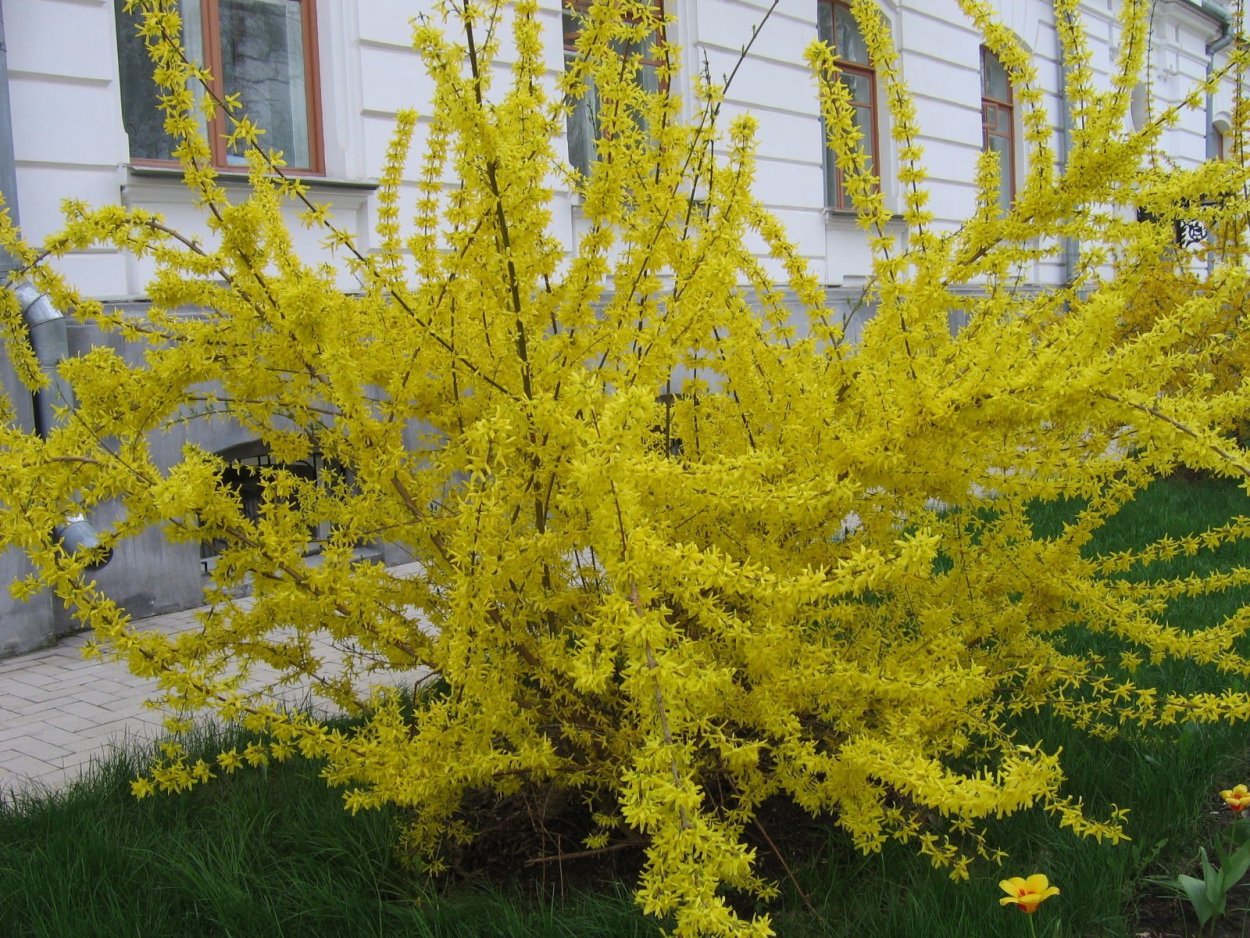 Желтый кустарник форзиция
