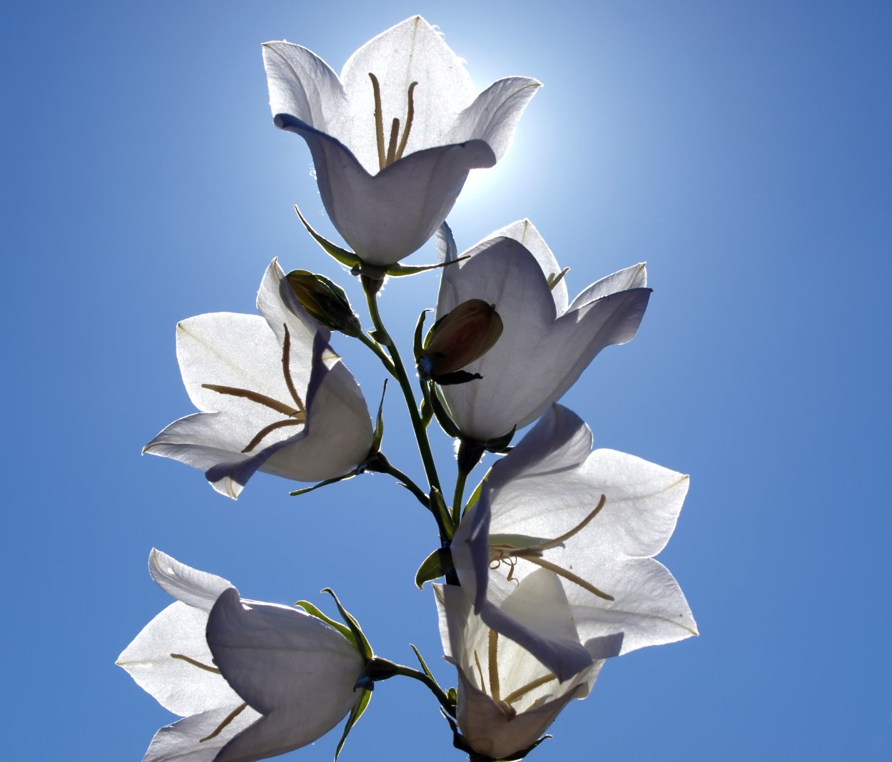 Белые цветы в форме больших колокольчиков