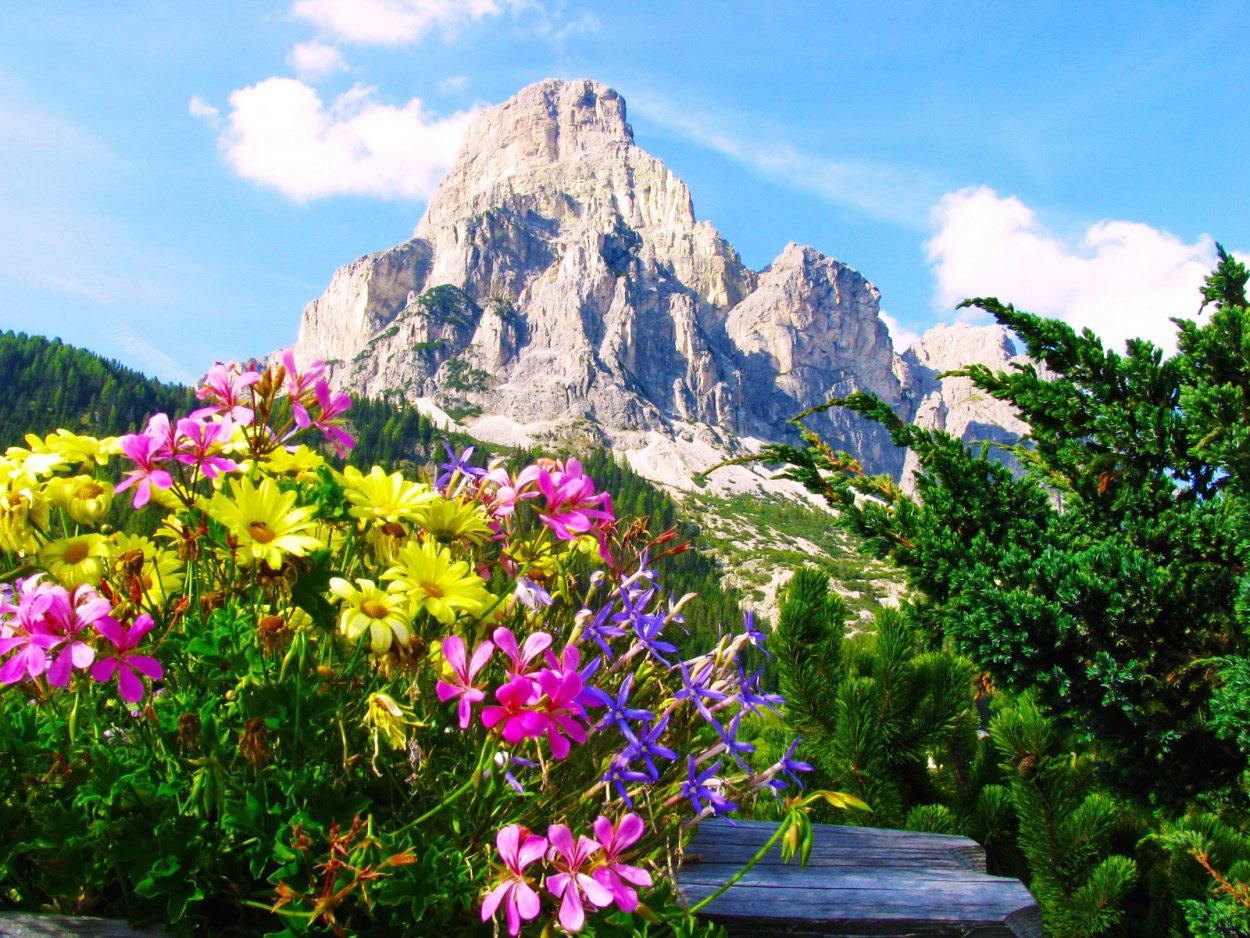 Цветы в горах кавказа