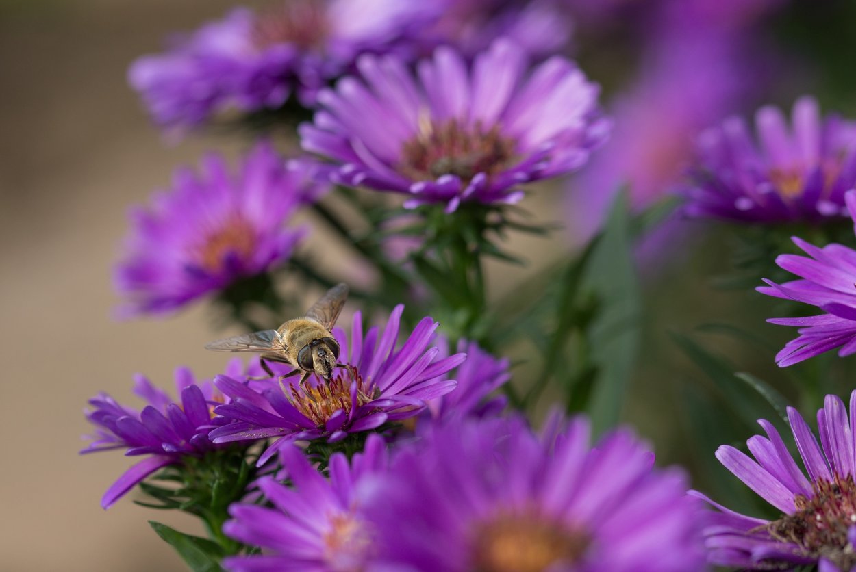 Астра Purple Monarch