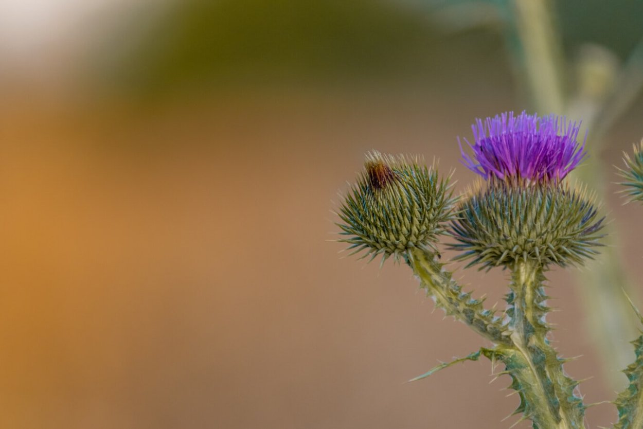 Weedy Thorns
