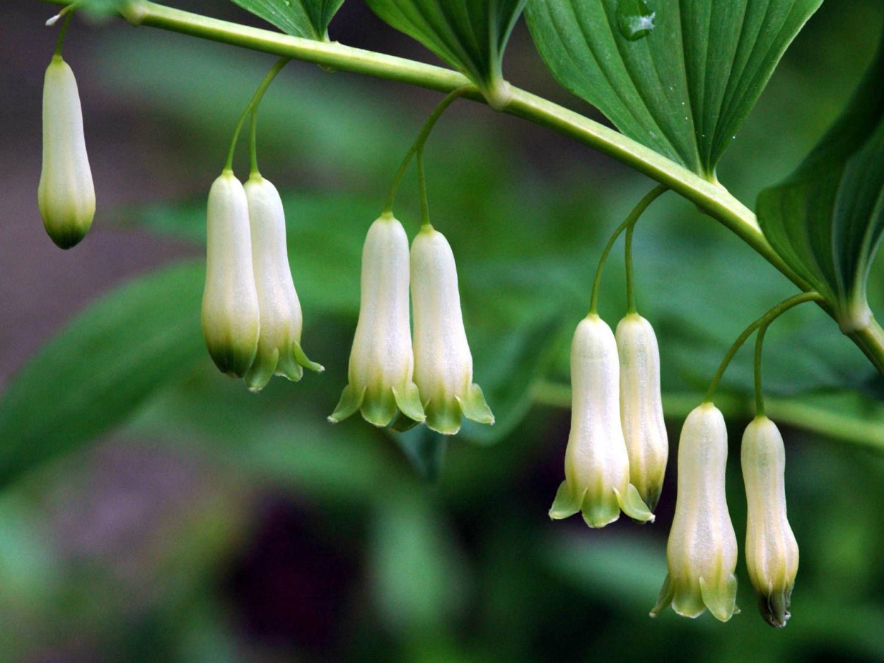 Купена (Polygonatum)
