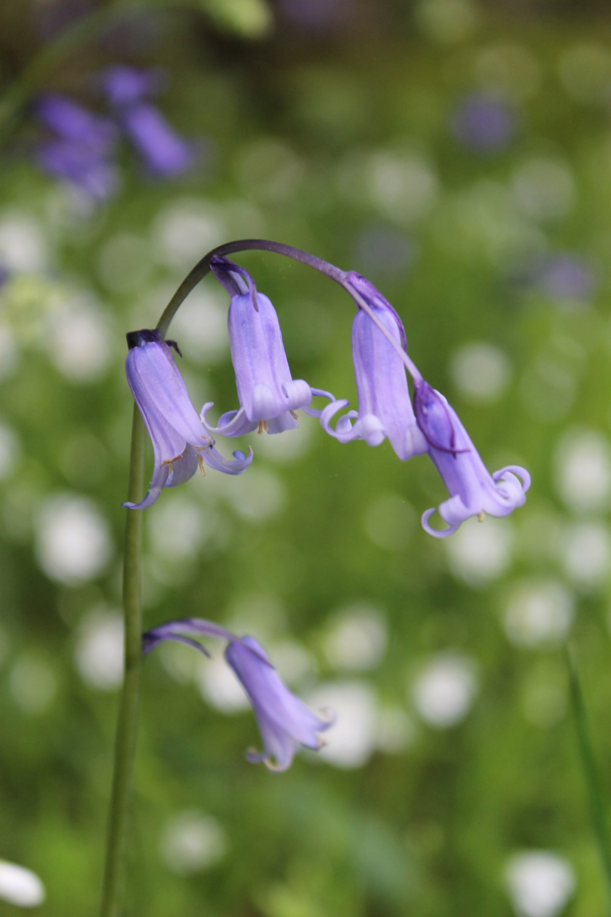 Bluebell Blue' Bell