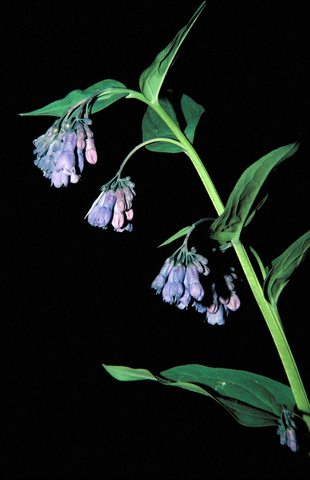 Mertensia ciliata