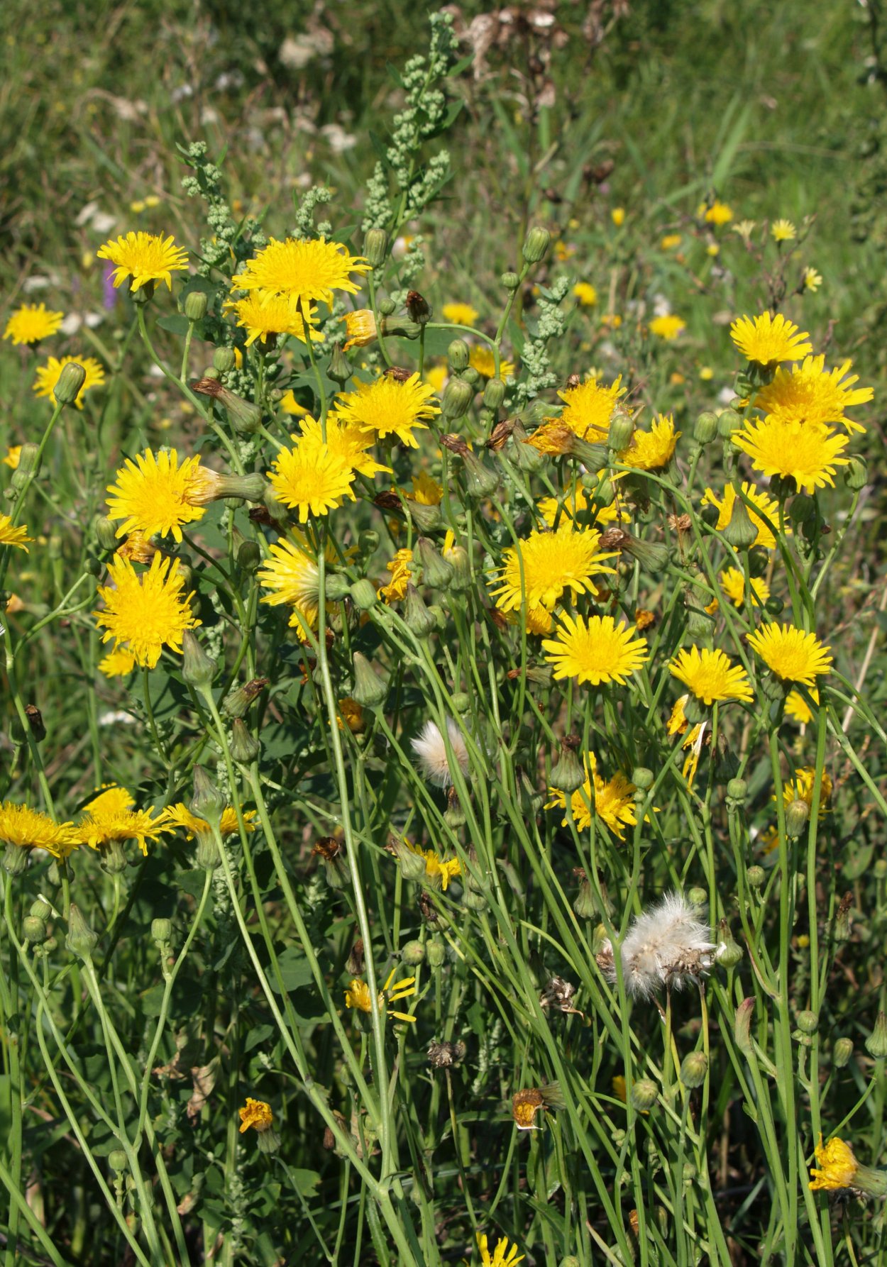 Осот полевой (Sonchus arvensis),