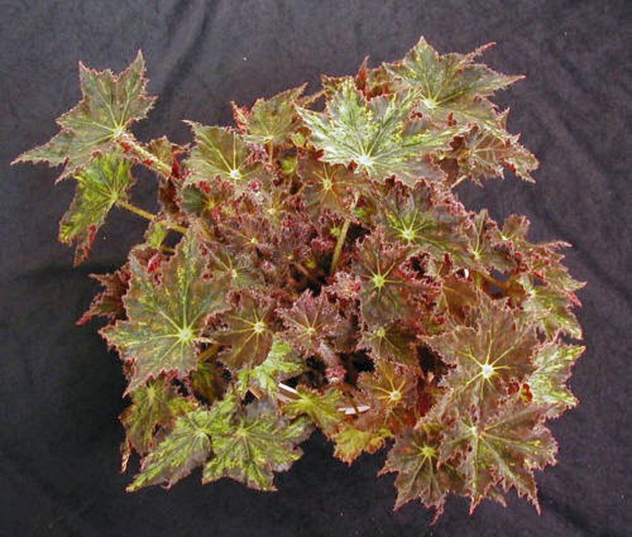 Begonia bowerae бегония Бауэра
