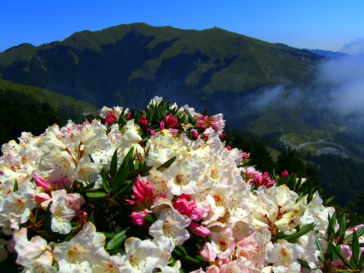 Букеты цветов в горах