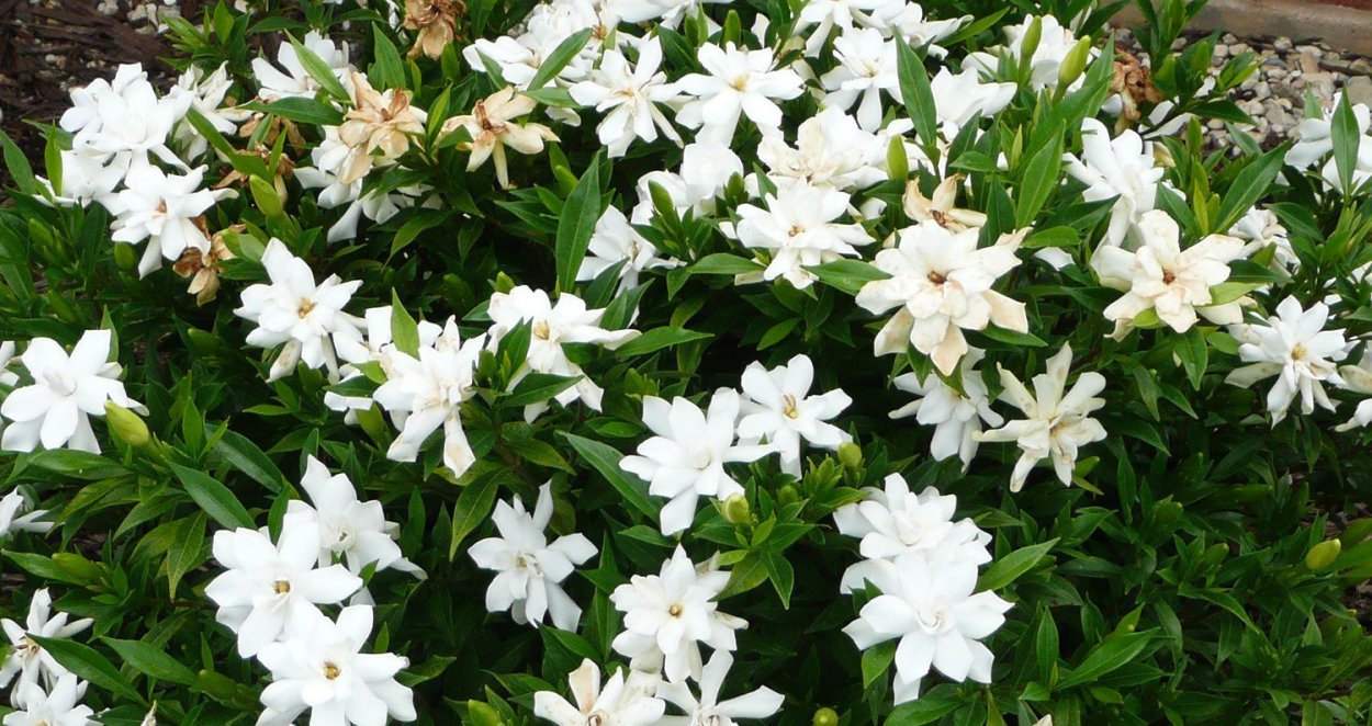 Gardenia cvetok уличный