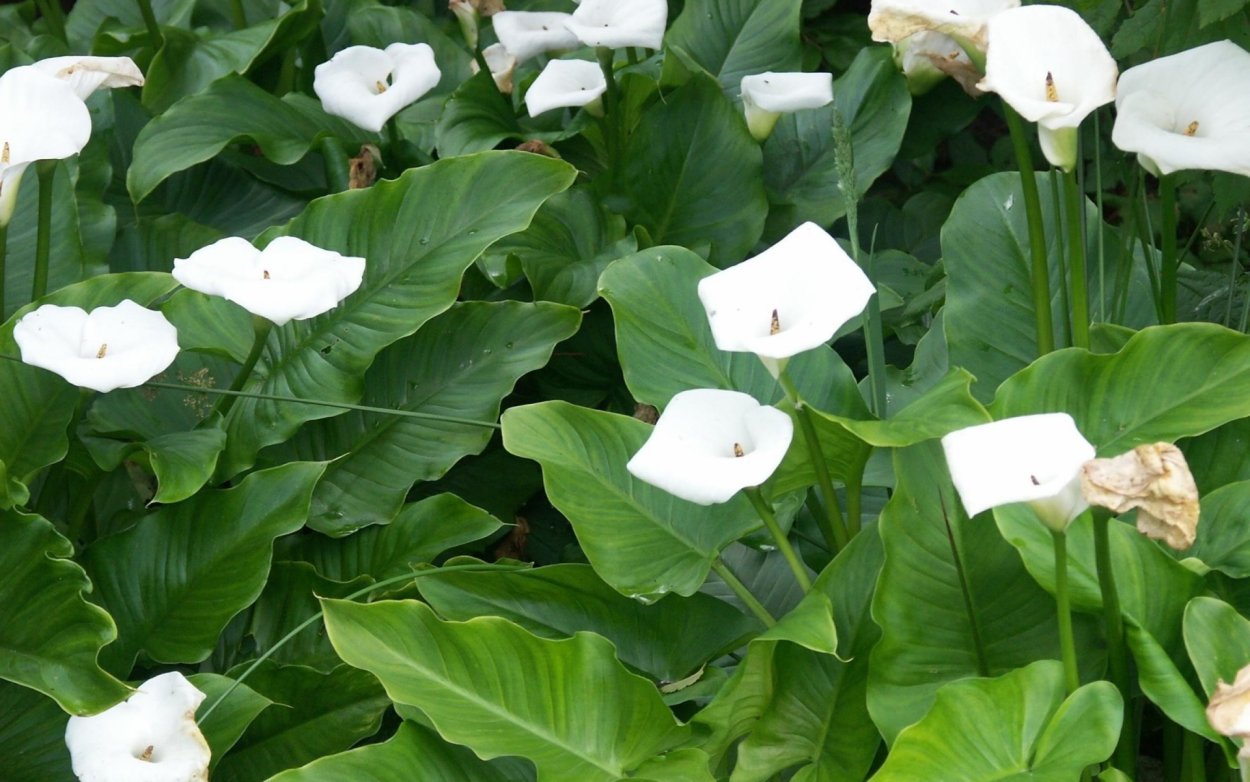 Цветы - белокрыльник (White Calla Lily)