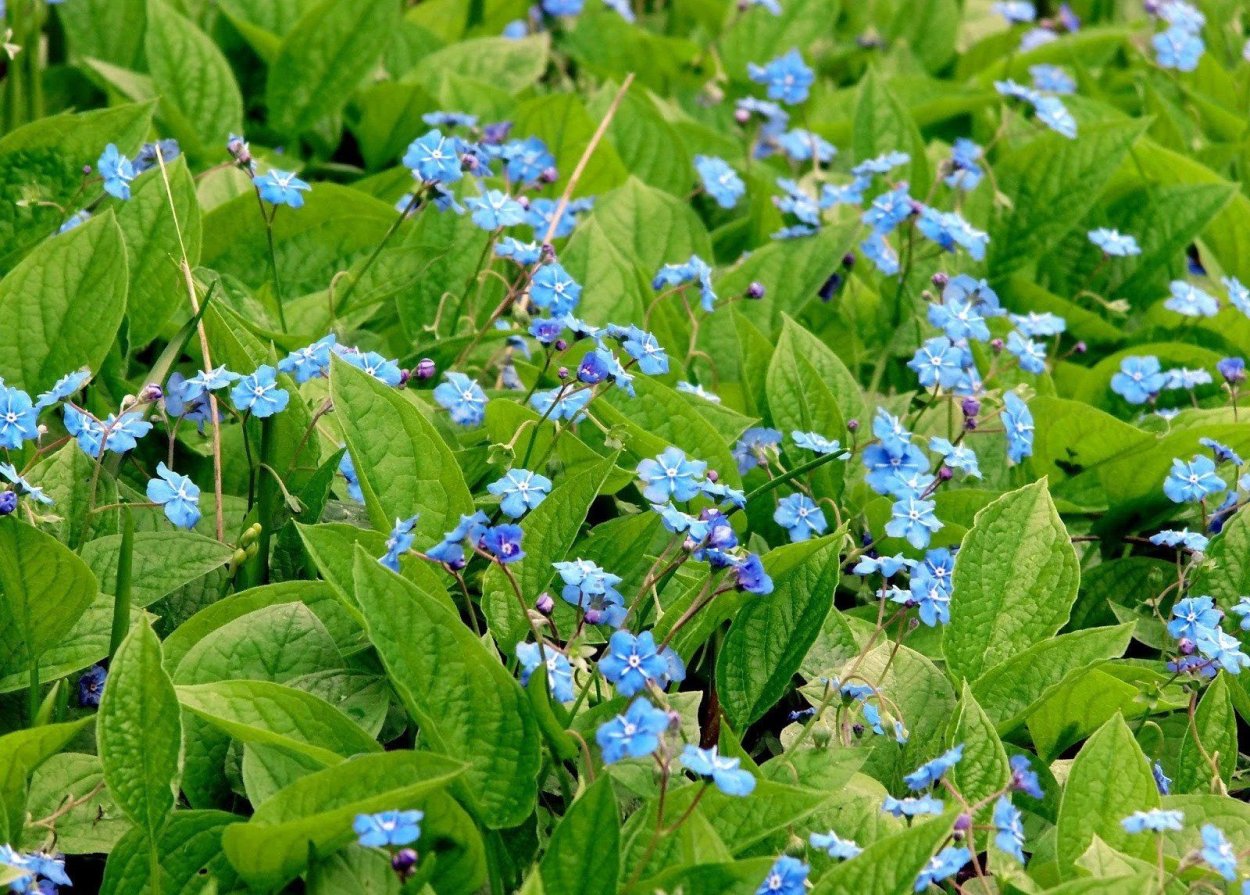 Пупочник весенний