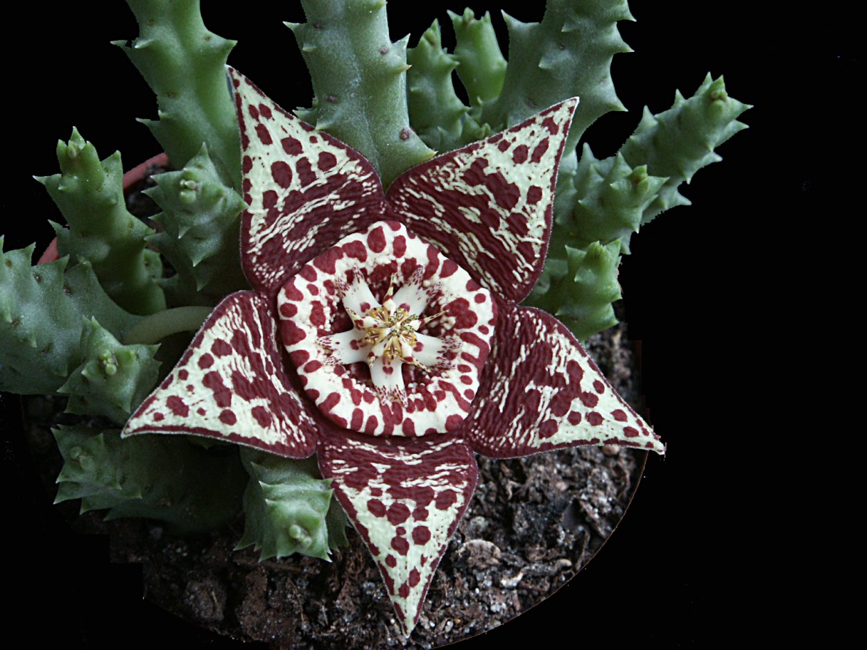Стапелия пестрая Stapelia variegata