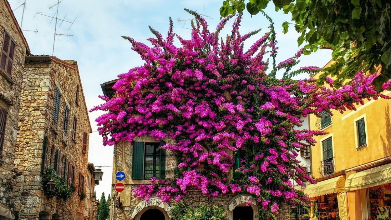 Цветы италии