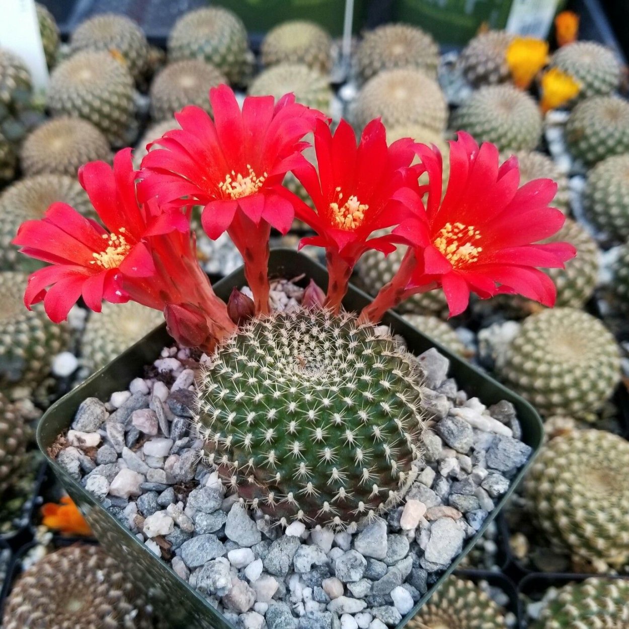 Ребуция Крайнца (Rebutia krainziana)