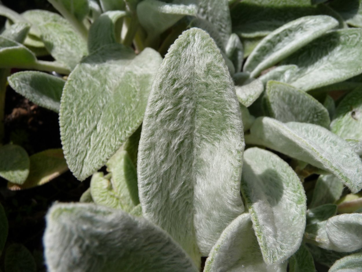 Stachys byzantina