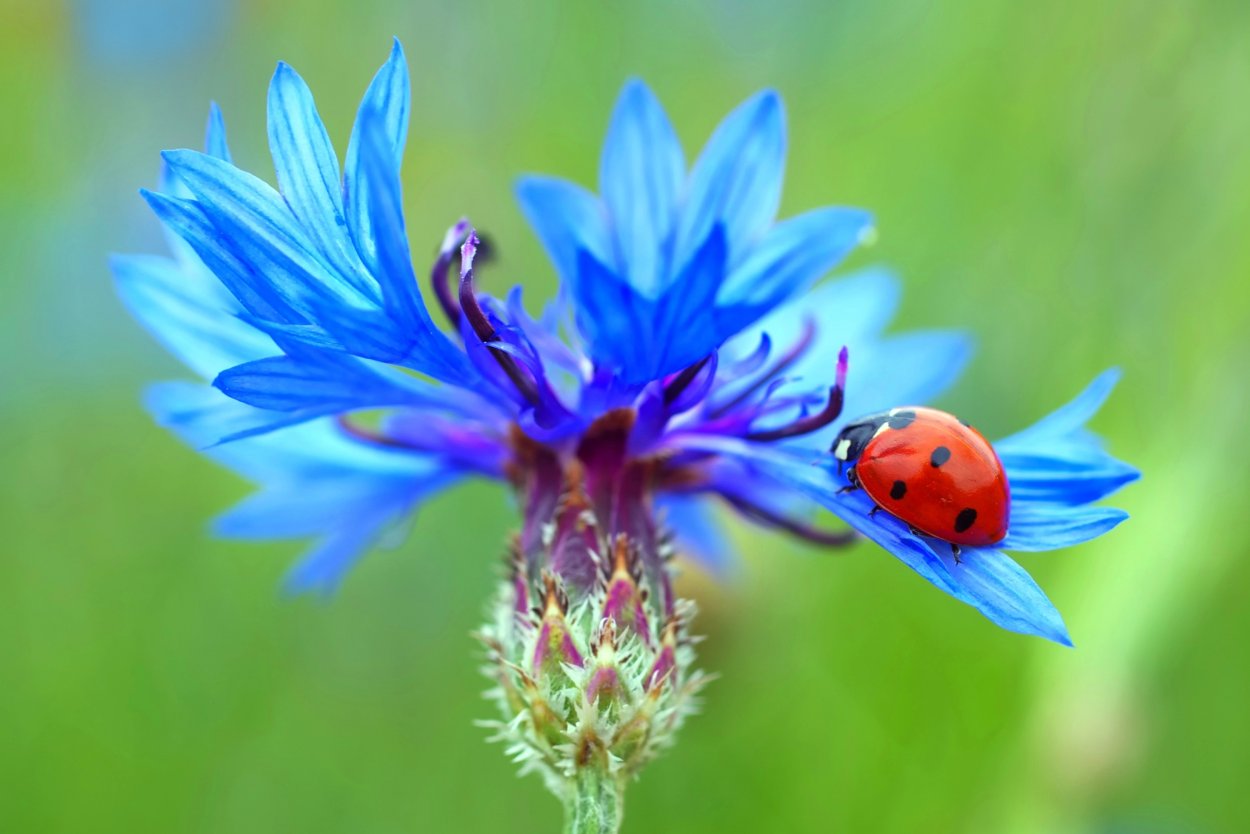 Василек 'pulchra Major'