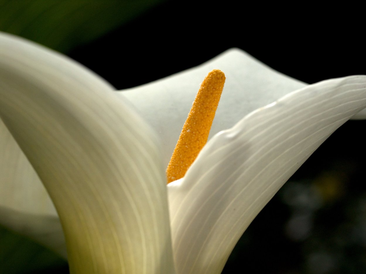 Arum Lily