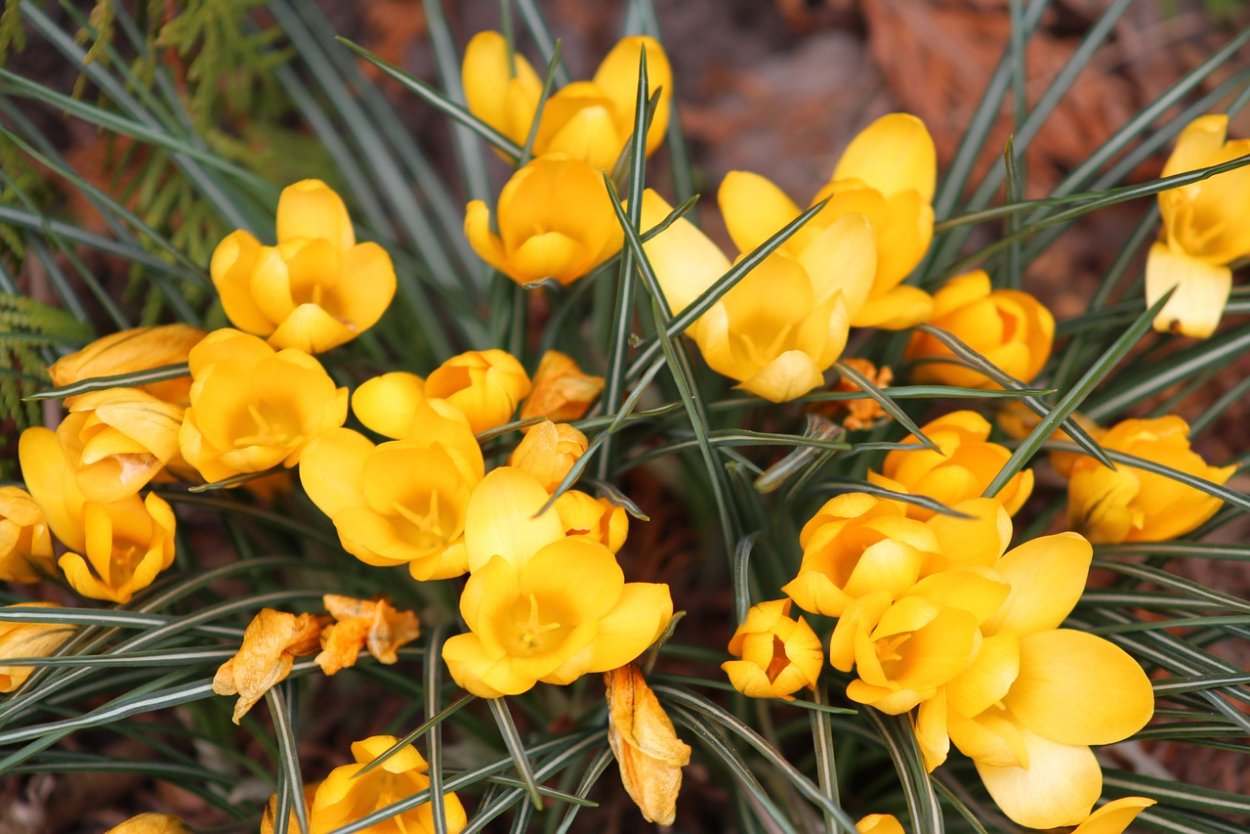 Шафран желтый цветок