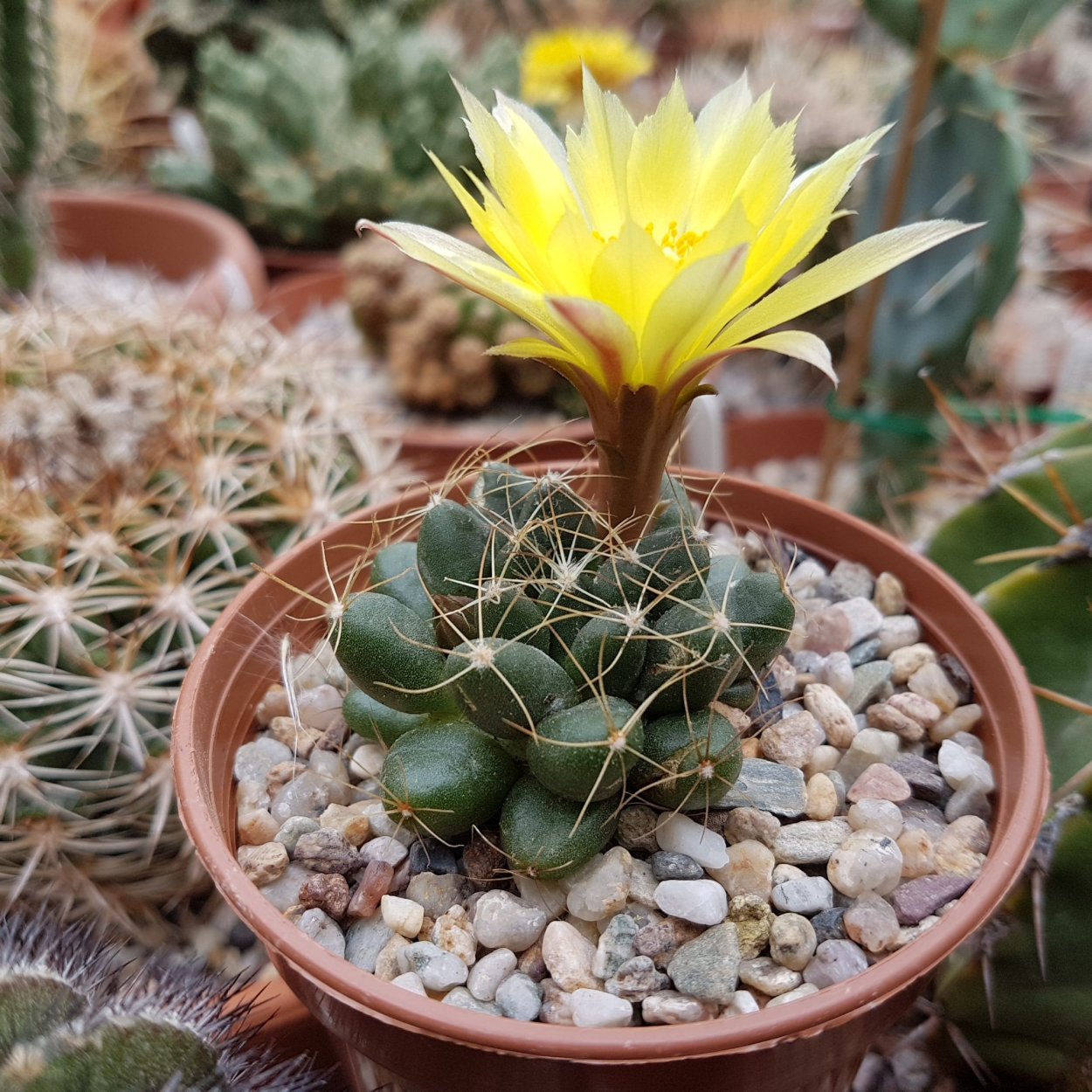 Маммиллярия wagneriana