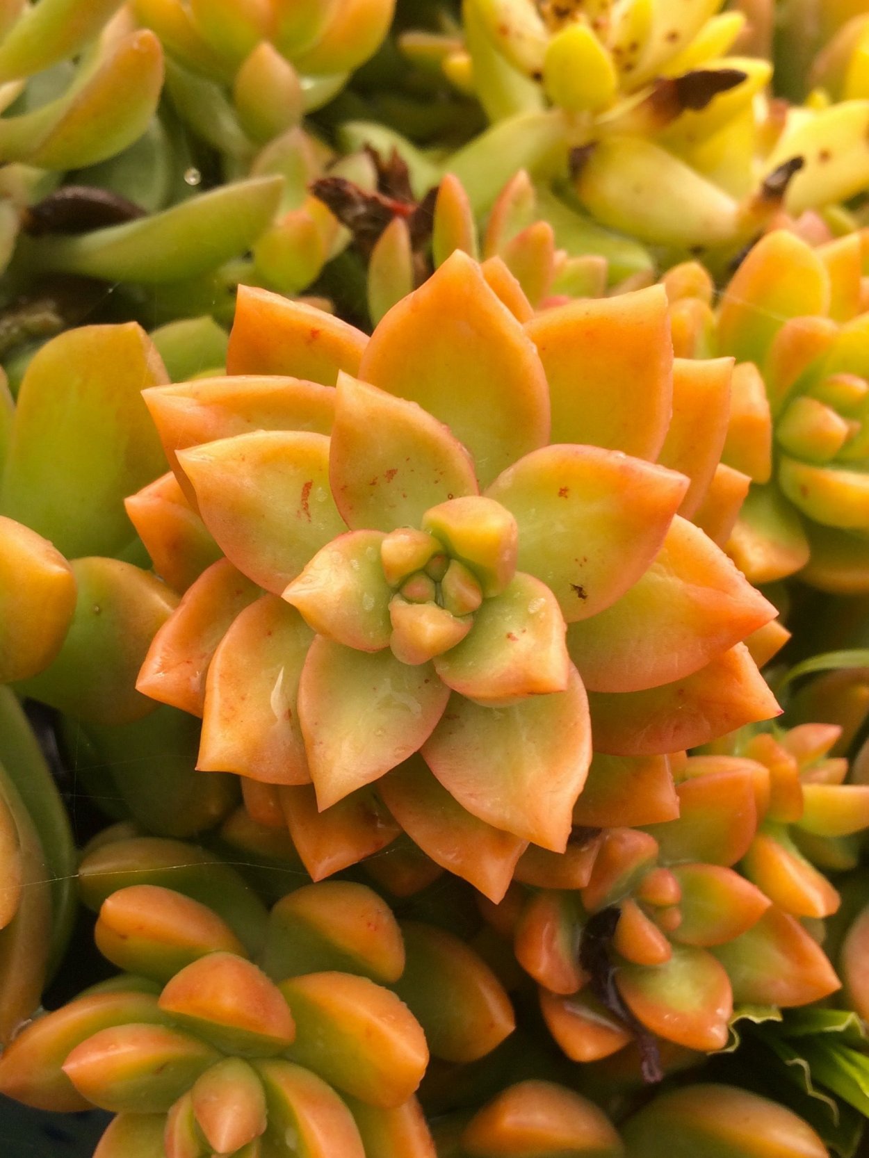 Очиток Адольфа Sedum adolphii