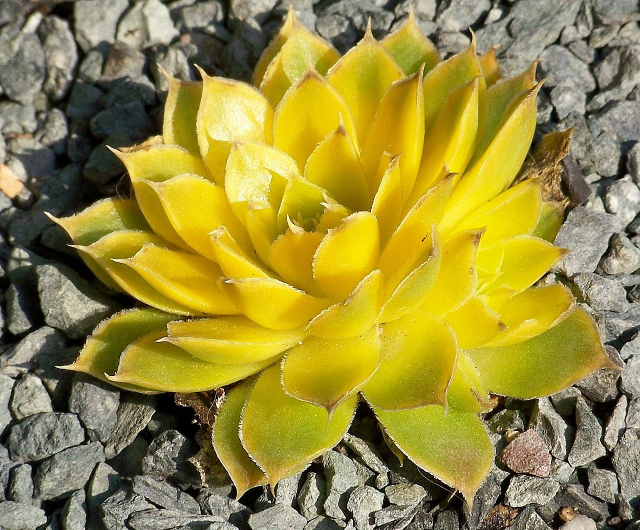 Sempervivum Jovibarba