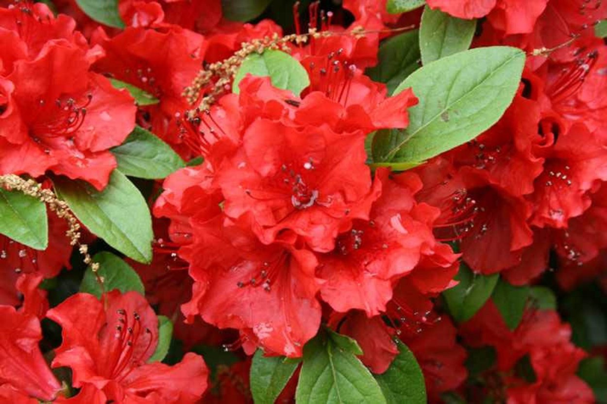 Азалия японская гейша оранж (Geisha Orange)