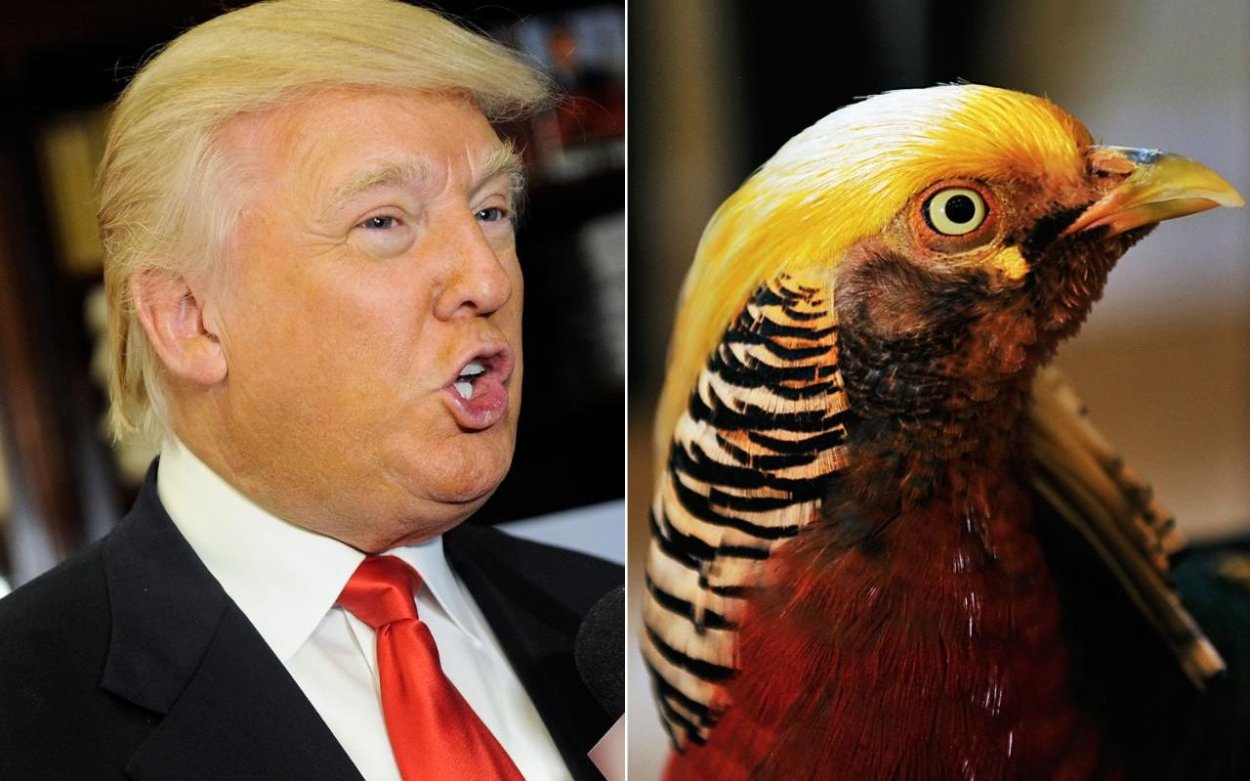 Похож на Трампа