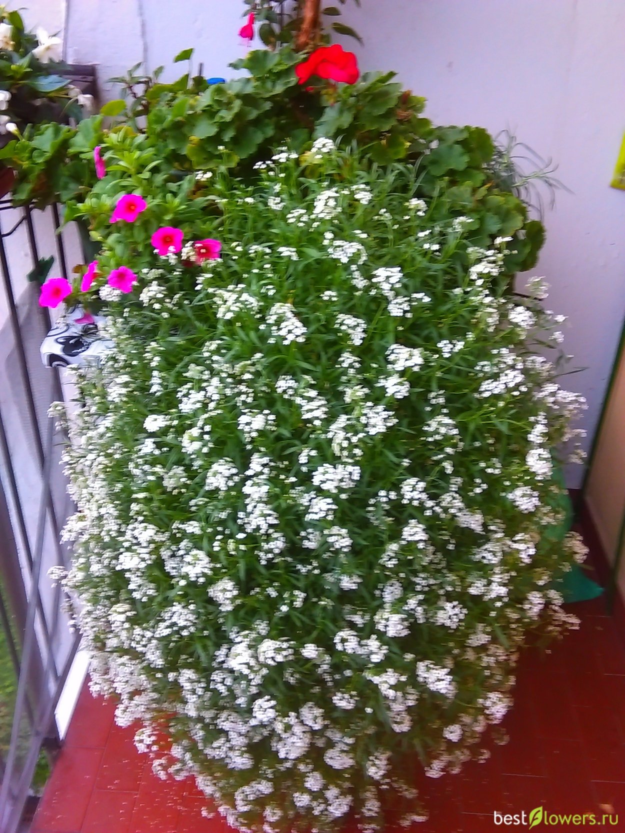 Цветы которые пахнут медом