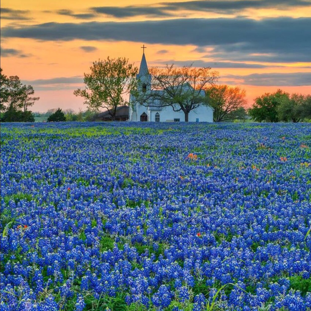 Люпины Bluebonnet