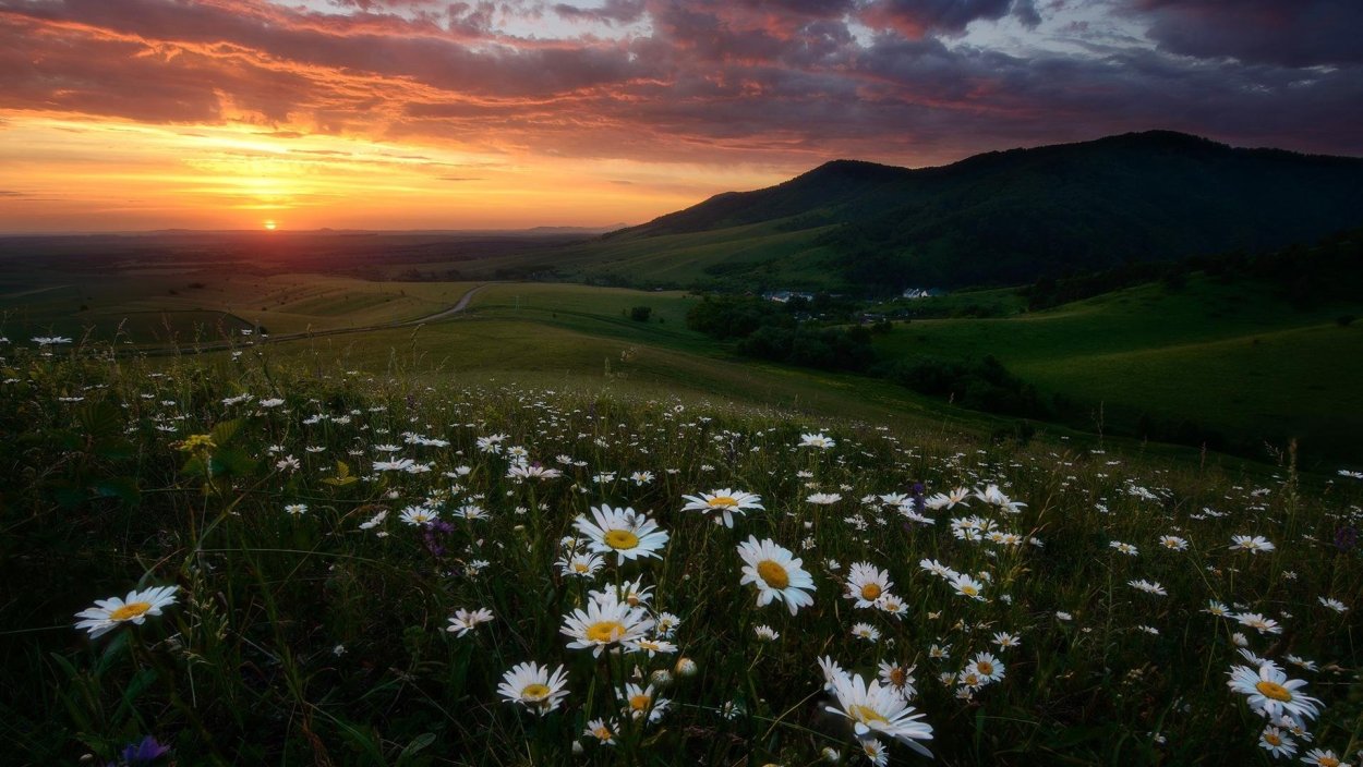 Цветочное поле