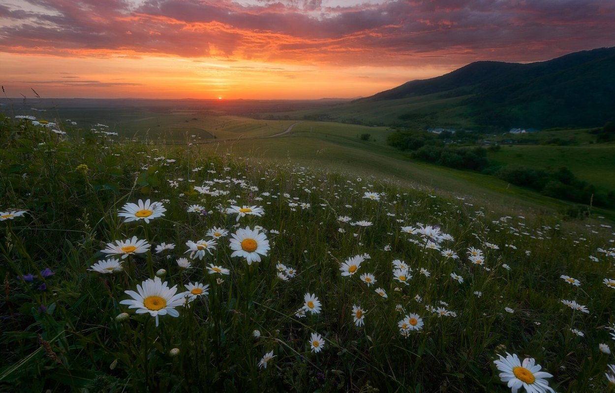 Ромашки на закате